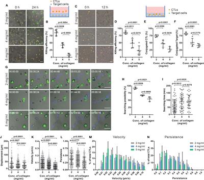 Targeting the Microtubule-Network Rescues CTL Killing Efficiency in Dense 3D Matrices